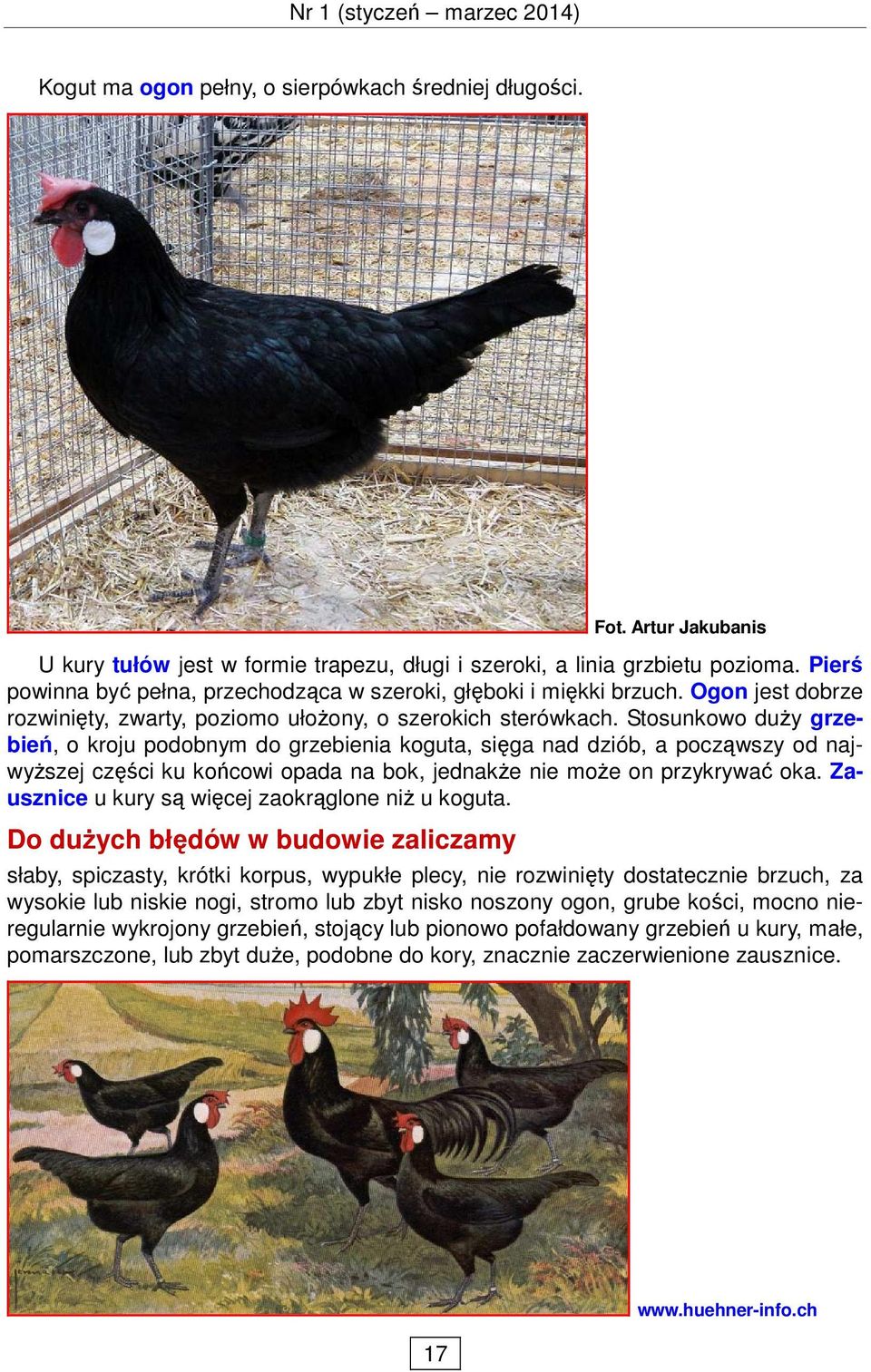 Rasowe gołębie, drób, króliki i inne zwierzęta - PDF Free Download