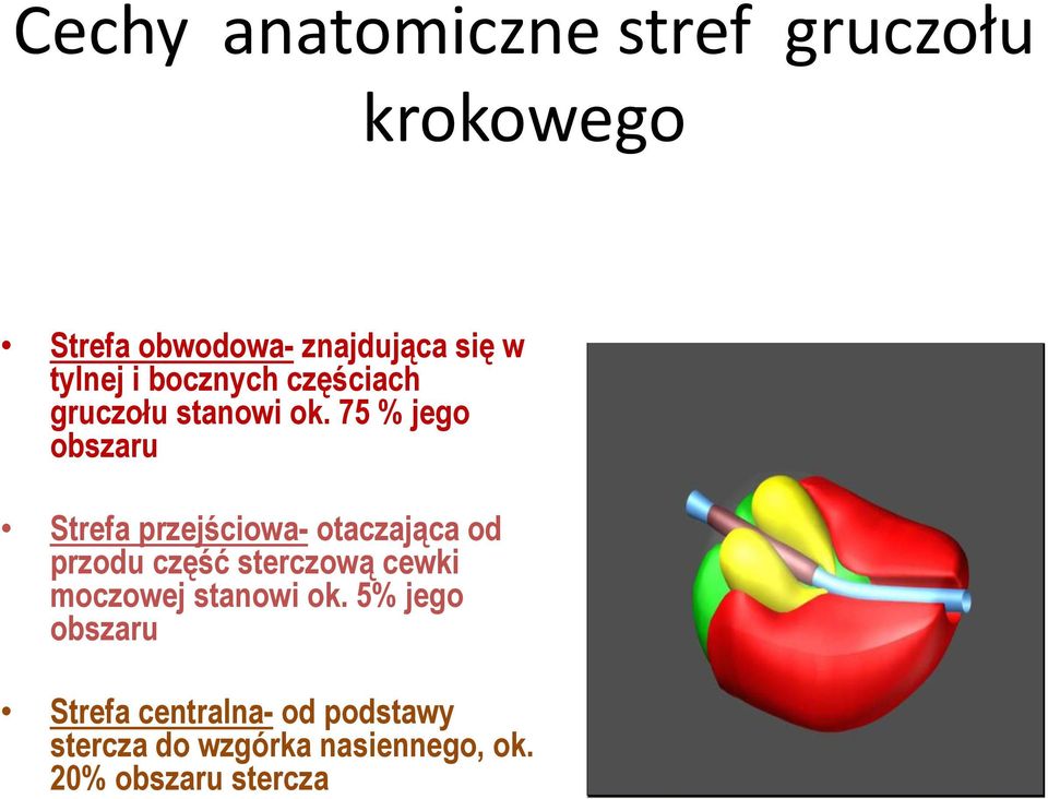 75 % jego obszaru Strefa przejściowa- otaczająca od przodu część sterczową cewki