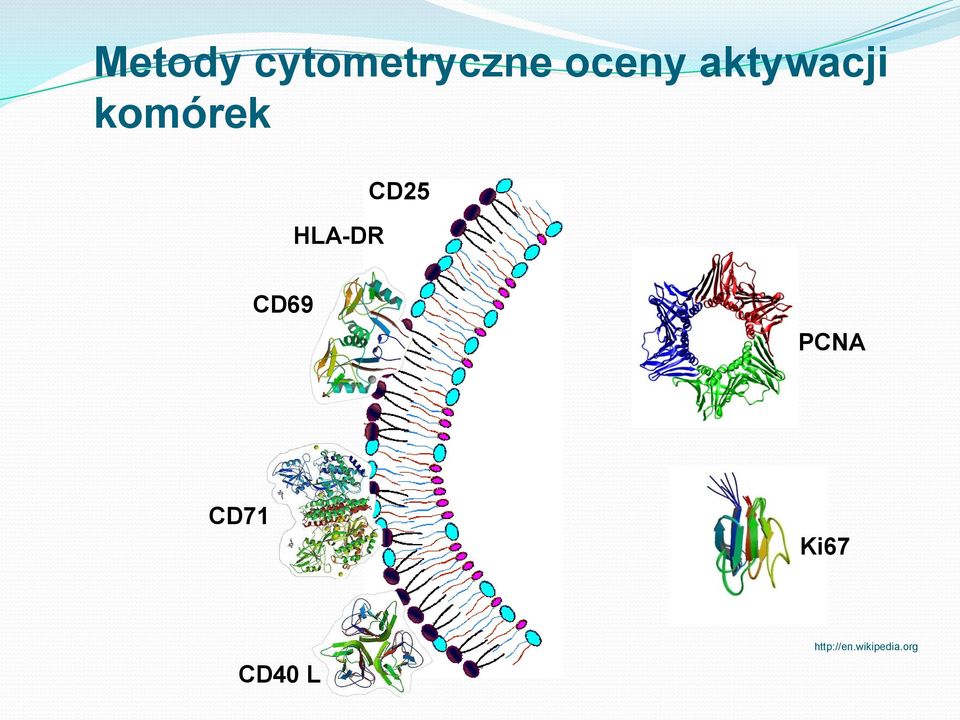 CD25 CD69 PCNA CD71 Ki67