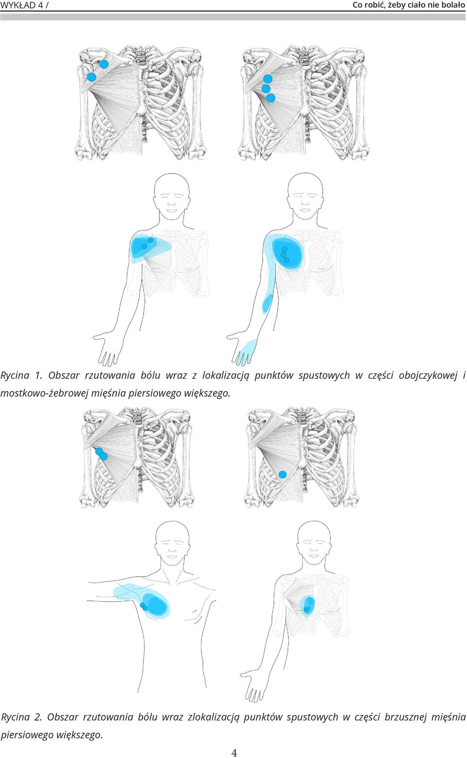 części obojczykowej i mostkowo-żebrowej mięśnia piersiowego