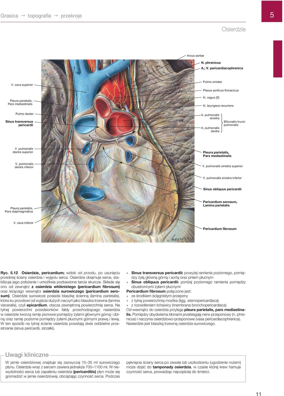 pulmonalis dextra inferior Pleura parietalis, Pars mediastinalis V. pulmonalis sinistra superior V.