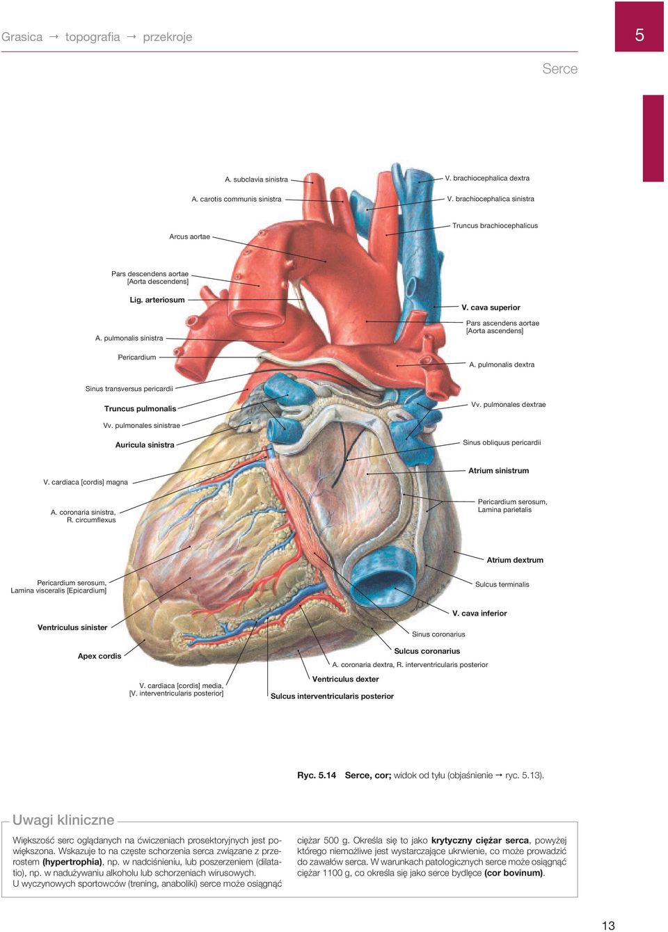 cava superior Pars ascendens aortae [Aorta ascendens] A. pulmonalis dextra Sinus transversus pericardii Truncus pulmonalis Vv. pulmonales dextrae Vv.