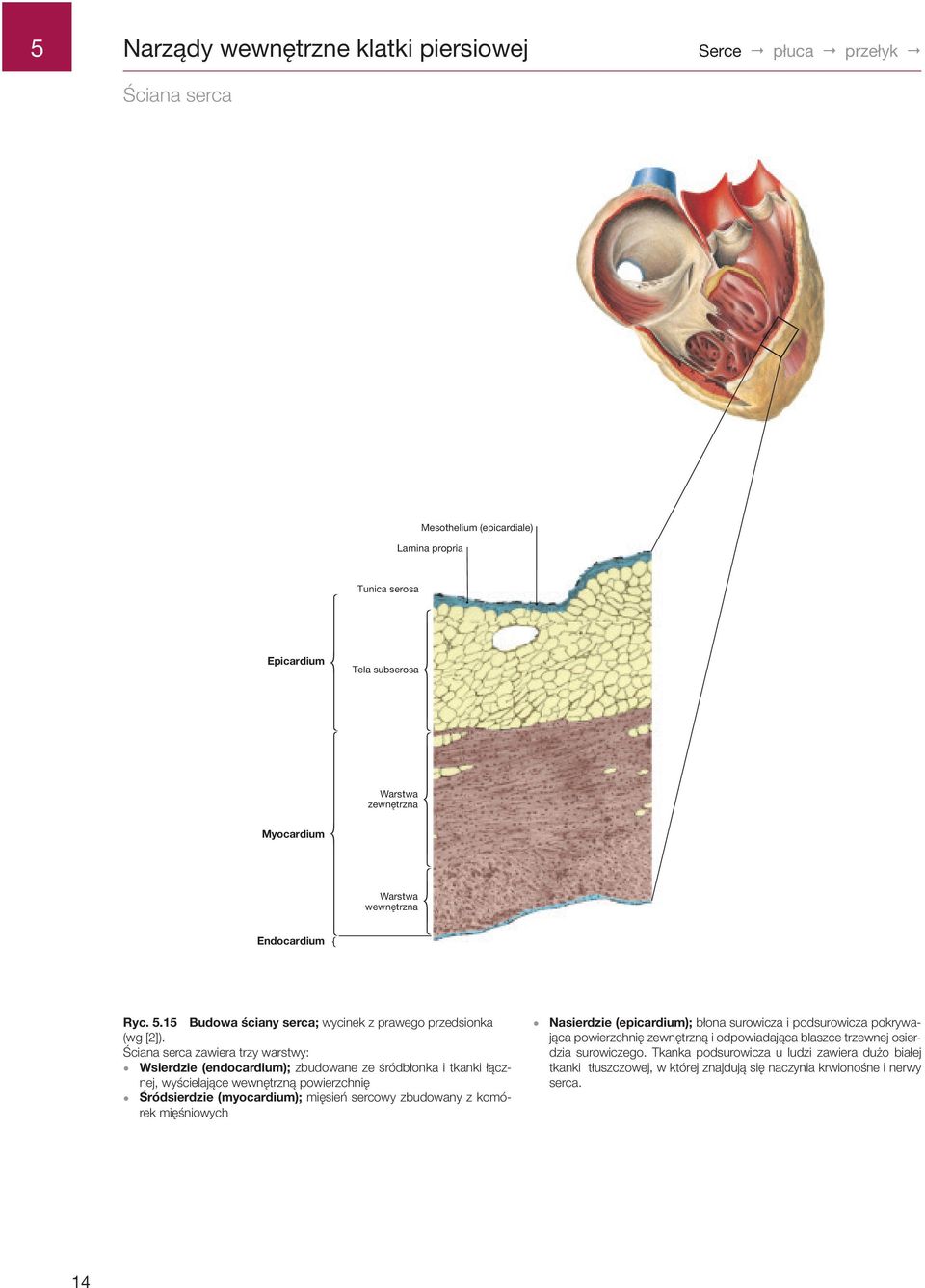 Ściana serca zawiera trzy warstwy: Wsierdzie (endocardium); zbudowane ze śródbłonka i tkanki łącznej, wyścielające wewnętrzną powierzchnię Śródsierdzie (myocardium); mięsień sercowy zbudowany z
