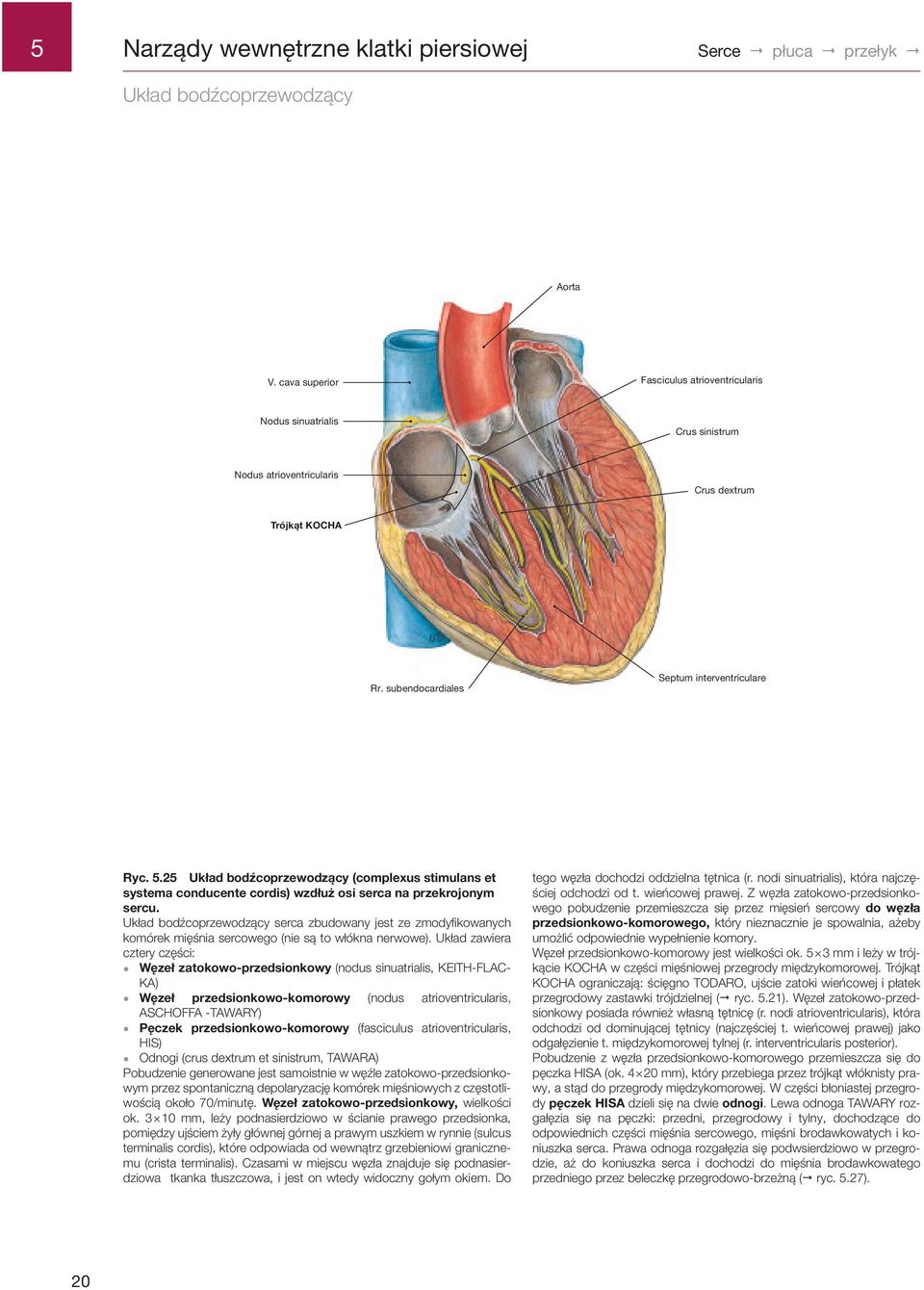 .2 Układ bodźcoprzewodzący (complexus stimulans et systema conducente cordis) wzdłuż osi serca na przekrojonym sercu.