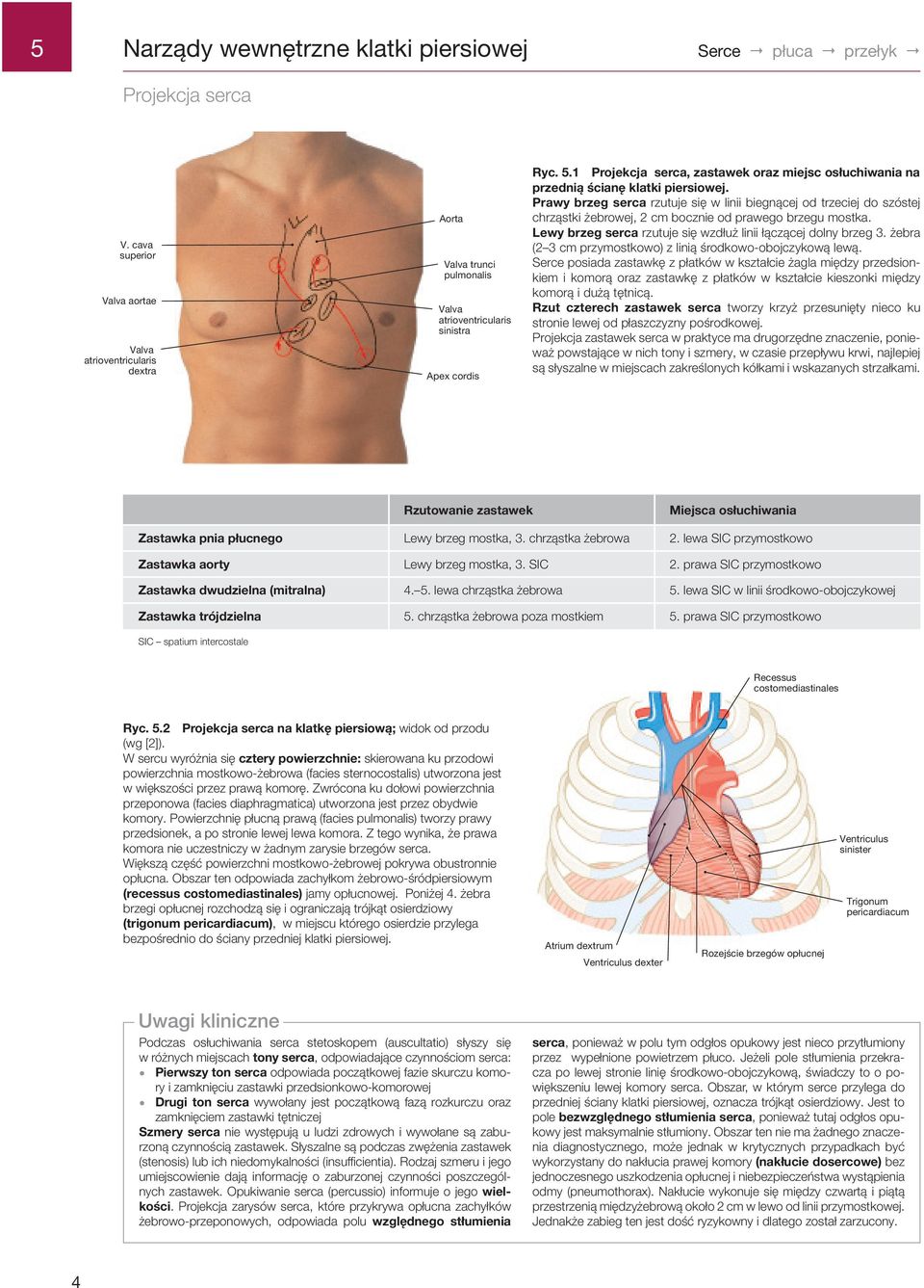 .1 Projekcja serca, zastawek oraz miejsc osłuchiwania na przednią ścianę klatki piersiowej.