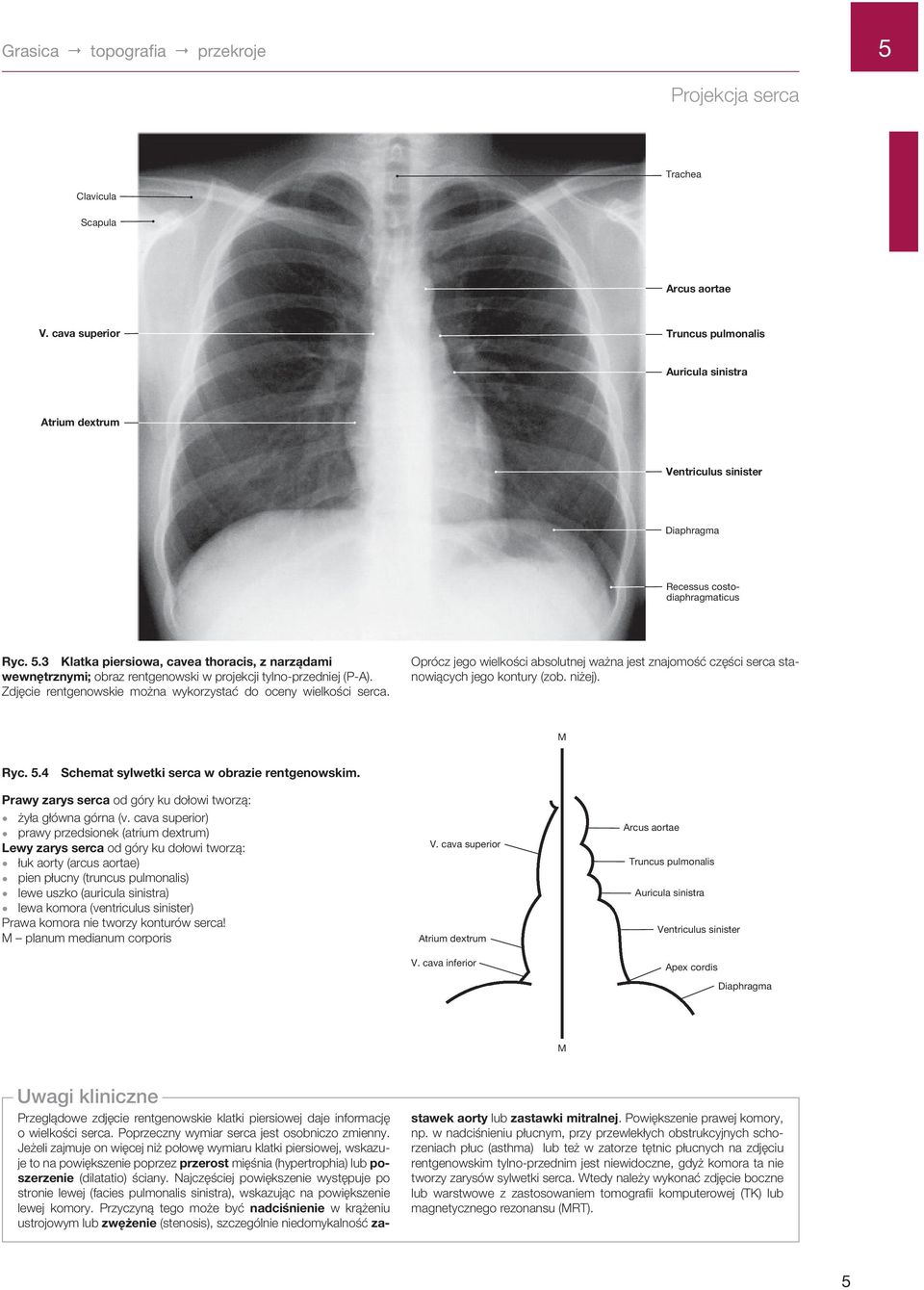 .3 Klatka piersiowa, cavea thoracis, z narządami wewnętrznymi; obraz rentgenowski w projekcji tylno-przedniej (P-A). Zdjęcie rentgenowskie można wykorzystać do oceny wielkości serca.
