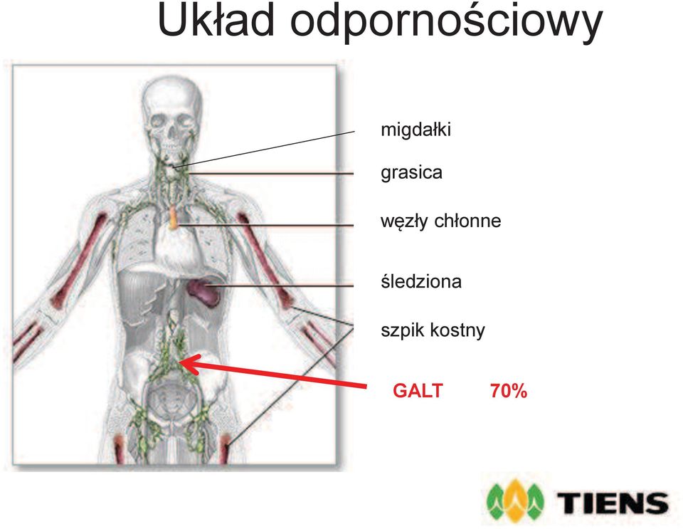 węzły chłonne