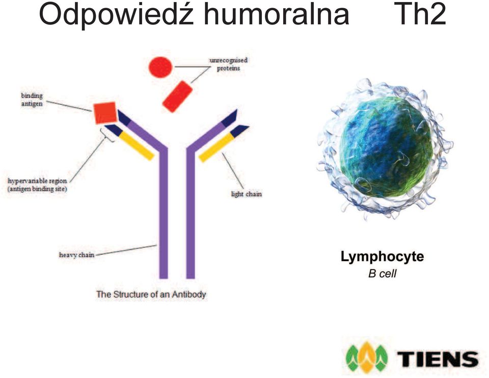 Th2