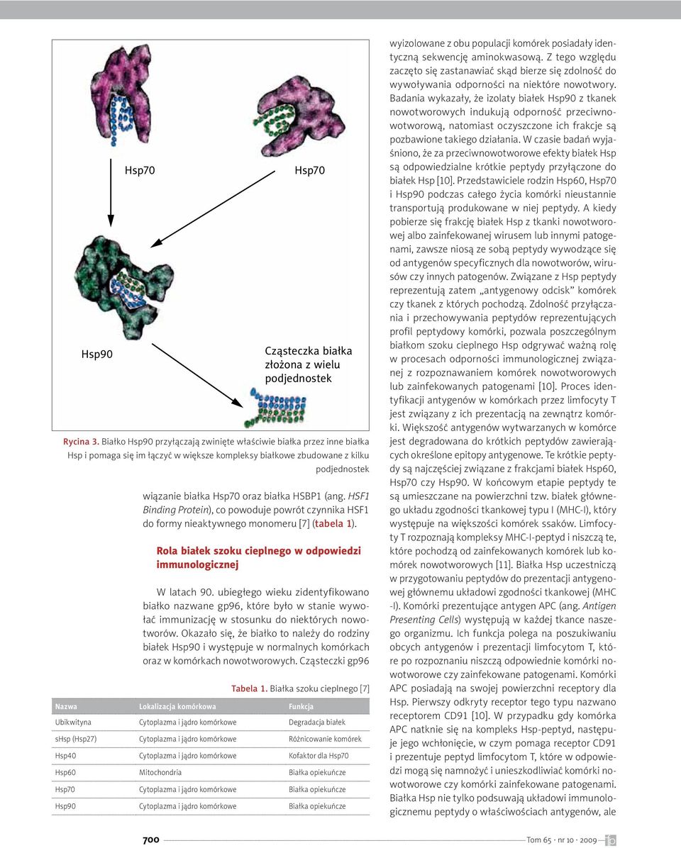 (ang. HSF1 Binding Protein), co powoduje powrót czynnika HSF1 do formy nieaktywnego monomeru [7] (tabela 1). Rola białek szoku cieplnego w odpowiedzi immunologicznej W latach 90.