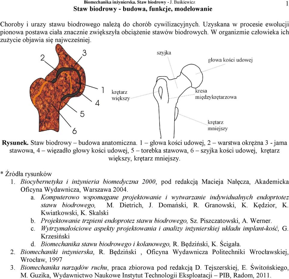 Staw biodrowy budowa anatomiczna. 1 głowa kości udowej, 2 warstwa okrężna 3 - jama stawowa, 4 więzadło głowy kości udowej, 5 torebka stawowa, 6 szyjka kości udowej, krętarz większy, krętarz mniejszy.