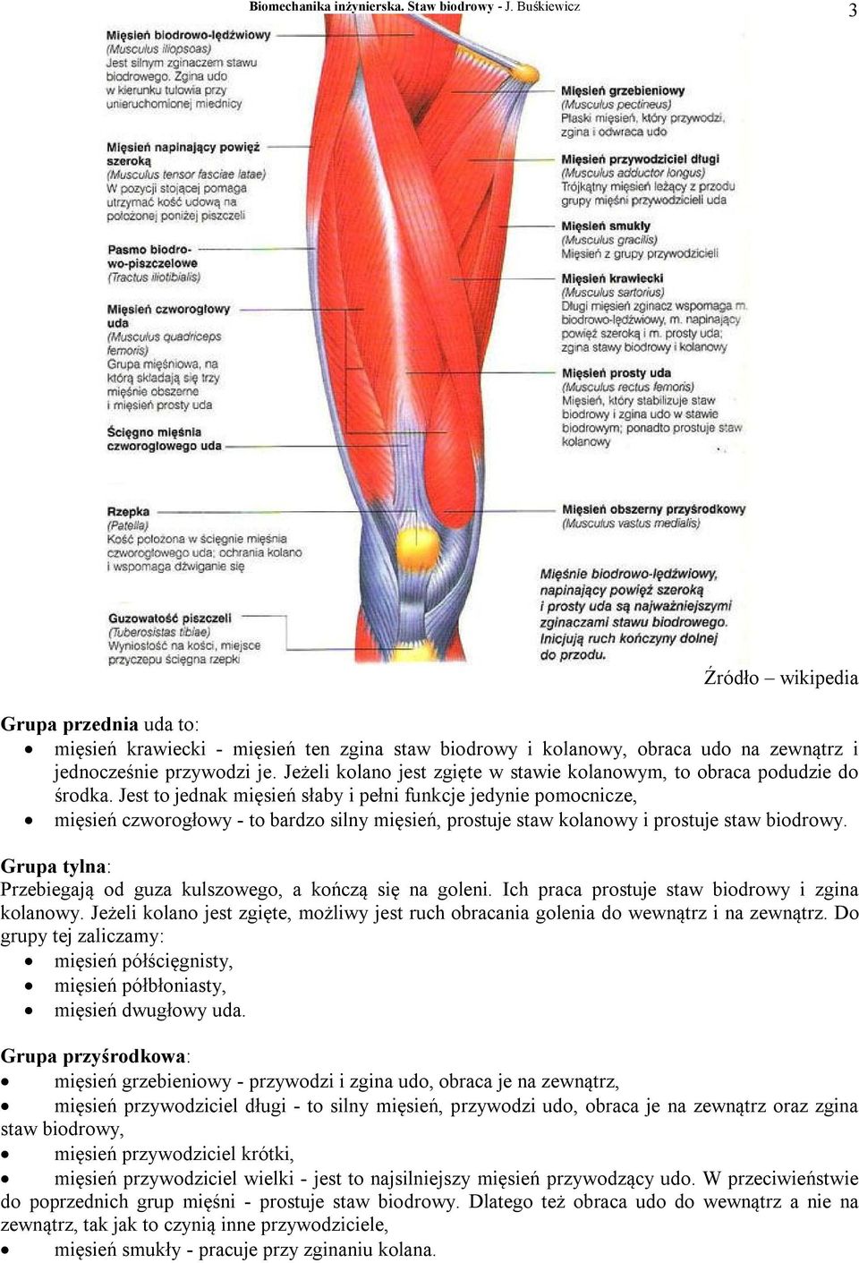 Jest to jednak mięsień słaby i pełni funkcje jedynie pomocnicze, mięsień czworogłowy - to bardzo silny mięsień, prostuje staw kolanowy i prostuje staw biodrowy.