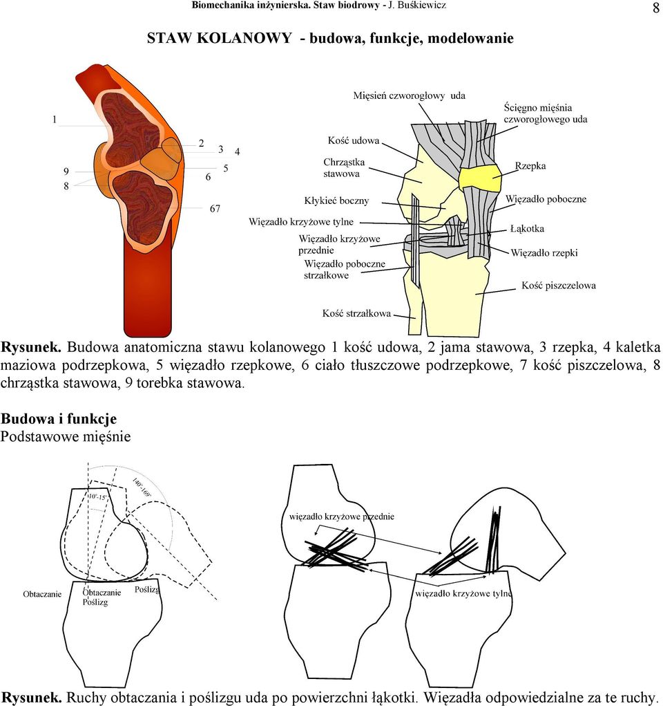 podrzepkowa, 5 więzadło rzepkowe, 6 ciało tłuszczowe podrzepkowe, 7 kość piszczelowa, 8 chrząstka