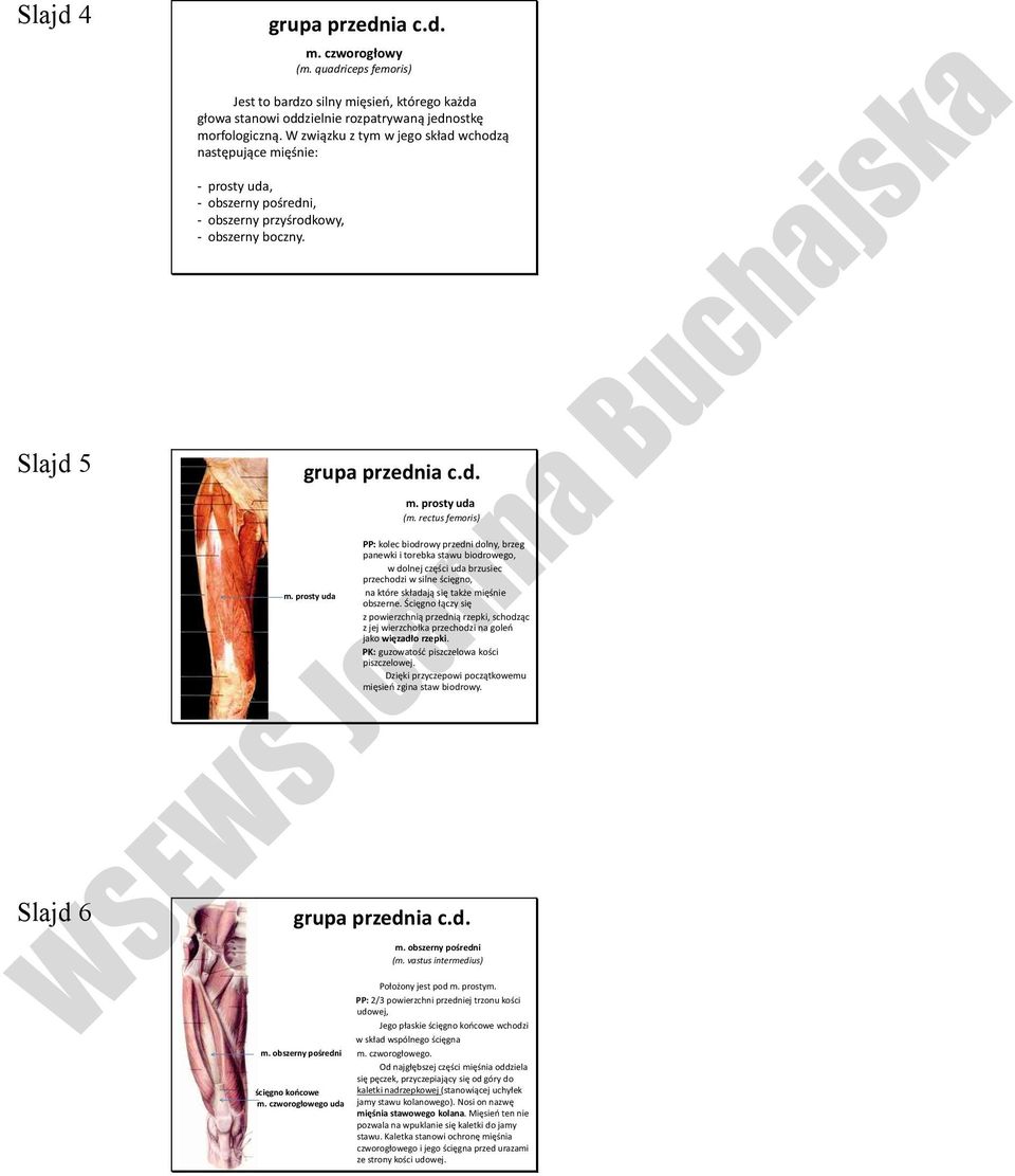 rectus femoris) PP: kolec biodrowy przedni dolny, brzeg panewki i torebka stawu biodrowego, w dolnej części uda brzusiec przechodzi w silne ścięgno, na które składają się także mięśnie obszerne.