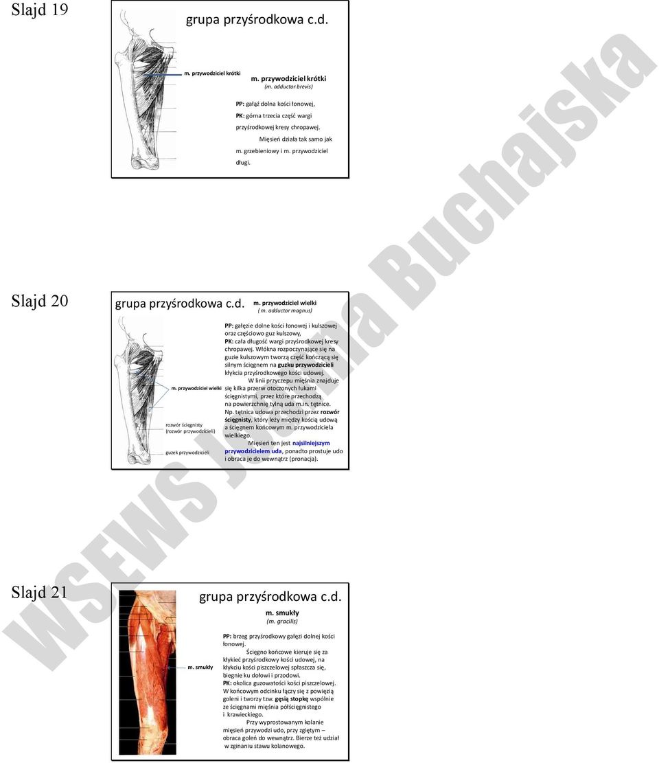 adductor magnus) PP: gałęzie dolne kości łonowej i kulszowej oraz częściowo guz kulszowy, PK: cała długość wargi przyśrodkowej kresy chropawej.