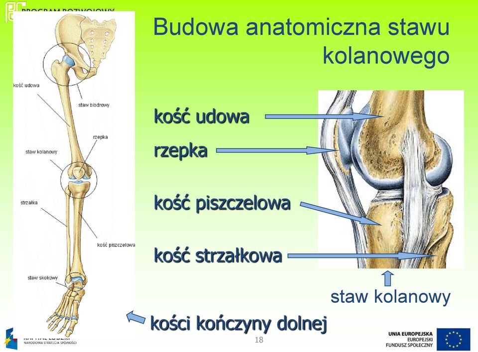 kość piszczelowa kość