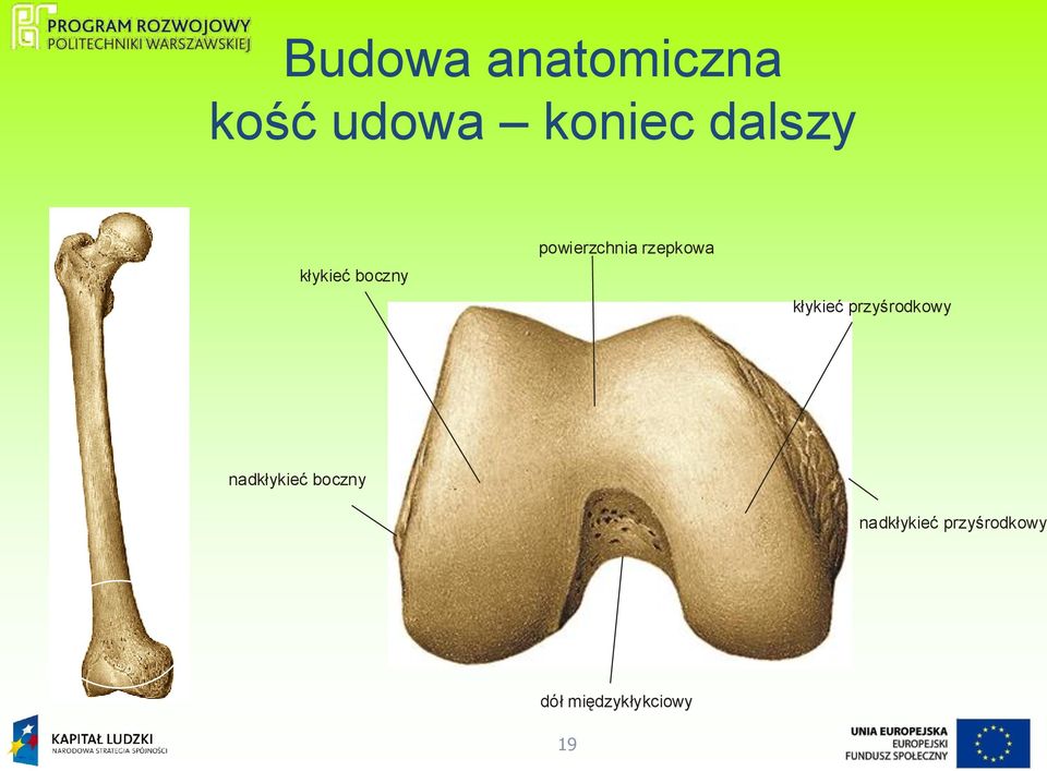 rzepkowa kłykieć przyśrodkowy nadkłykieć