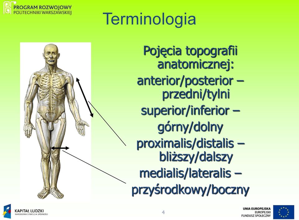 superior/inferior górny/dolny