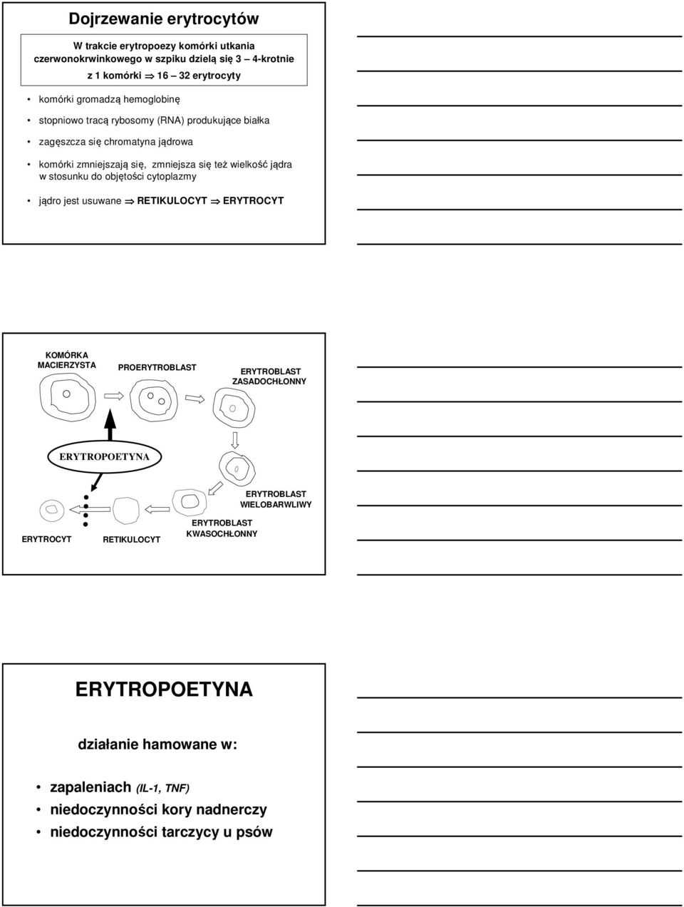 do objętości cytoplazmy jądro jest usuwane RETIKULOCYT ERYTROCYT KOMÓRKA MACIERZYSTA PROERYTROBLAST ERYTROBLAST ZASADOCHŁONNY ERYTROPOETYNA ERYTROCYT RETIKULOCYT