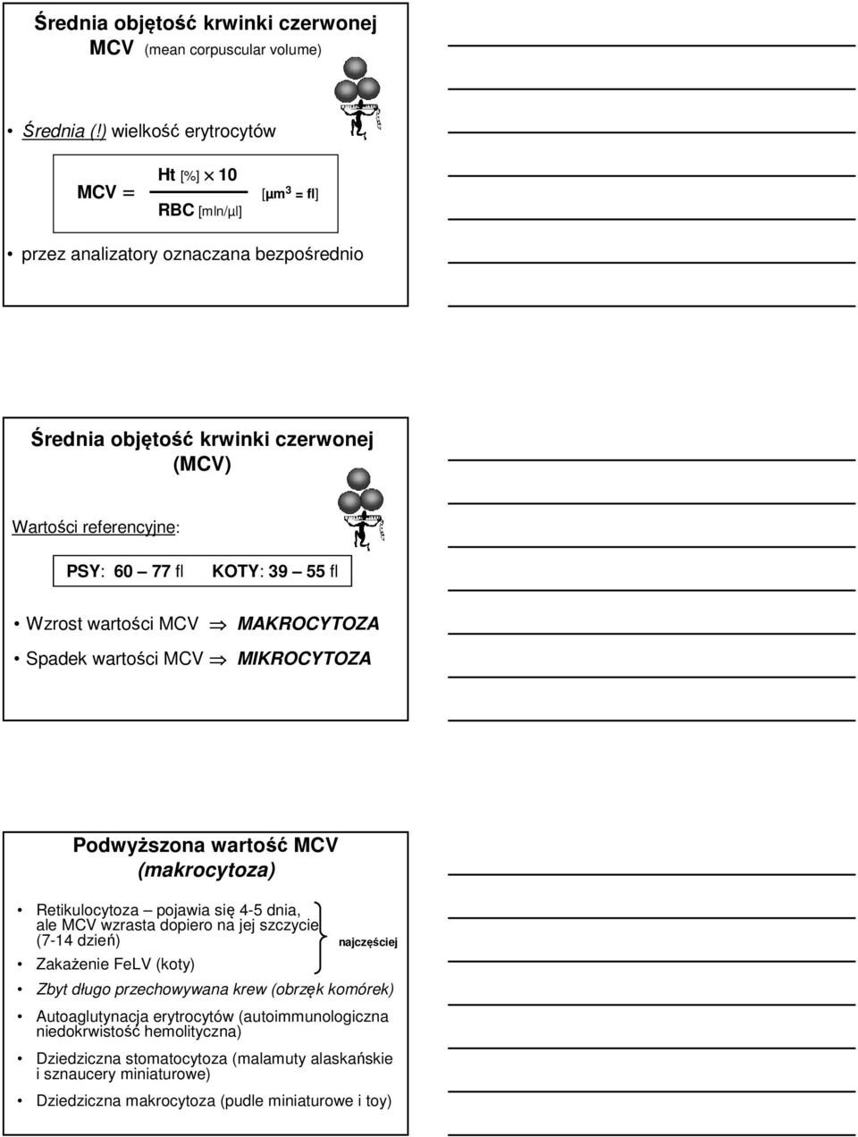 KOTY: 39 55 fl Wzrost wartości MCV MAKROCYTOZA Spadek wartości MCV MIKROCYTOZA Podwyższona wartość MCV (makrocytoza) Retikulocytoza pojawia się 4-5 dnia, ale MCV wzrasta dopiero na jej