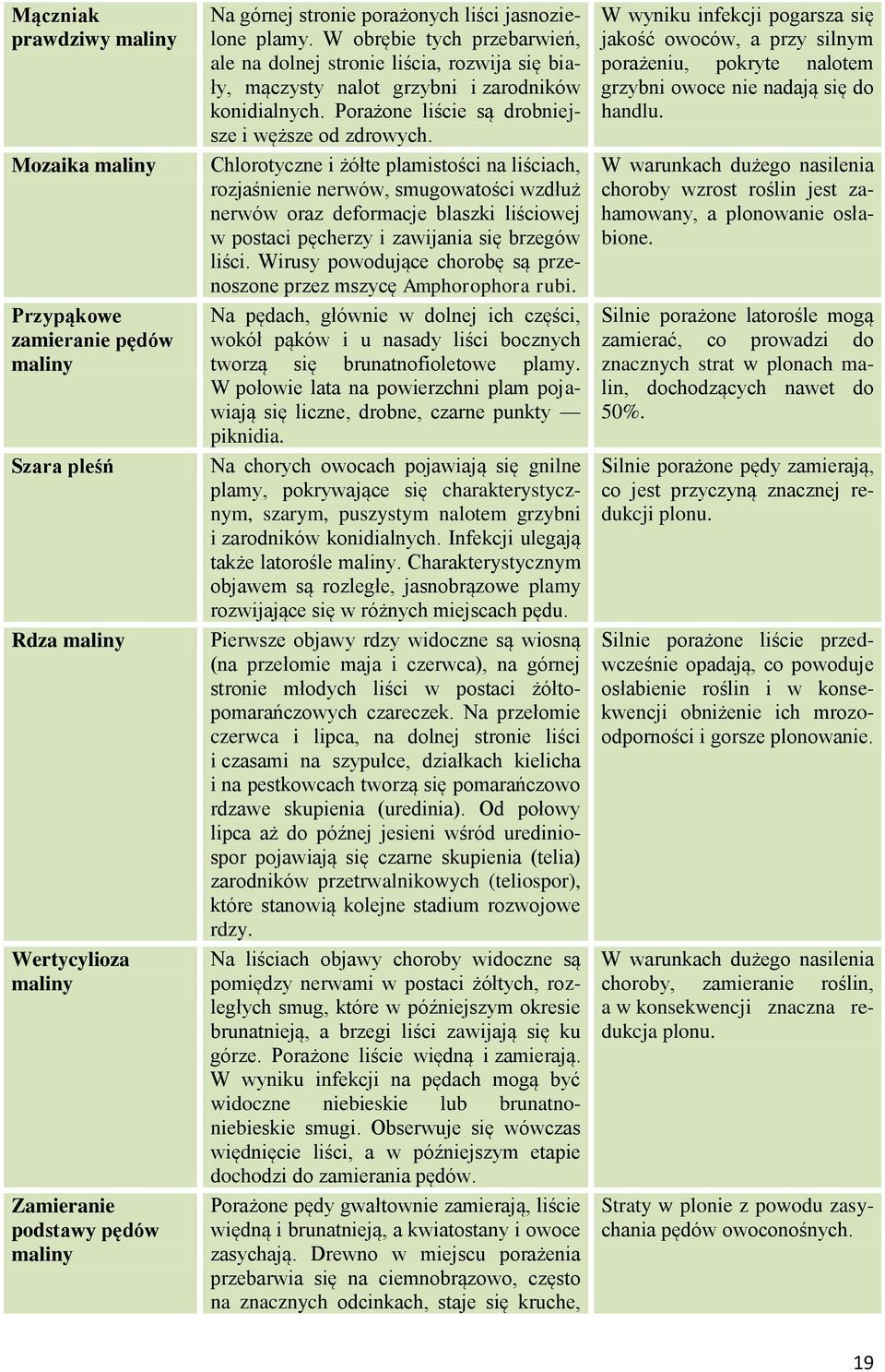 Chlorotyczne i żółte plamistości na liściach, rozjaśnienie nerwów, smugowatości wzdłuż nerwów oraz deformacje blaszki liściowej w postaci pęcherzy i zawijania się brzegów liści.