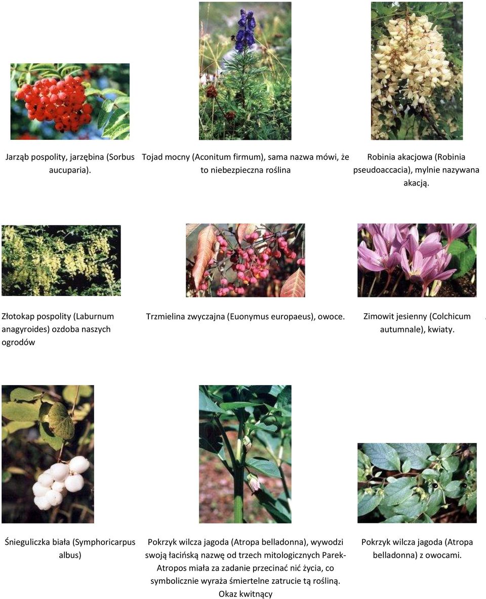 Złotokap pospolity (Laburnum anagyroides) ozdoba naszych ogrodów Trzmielina zwyczajna (Euonymus europaeus), owoce. Zimowit jesienny (Colchicum autumnale), kwiaty.