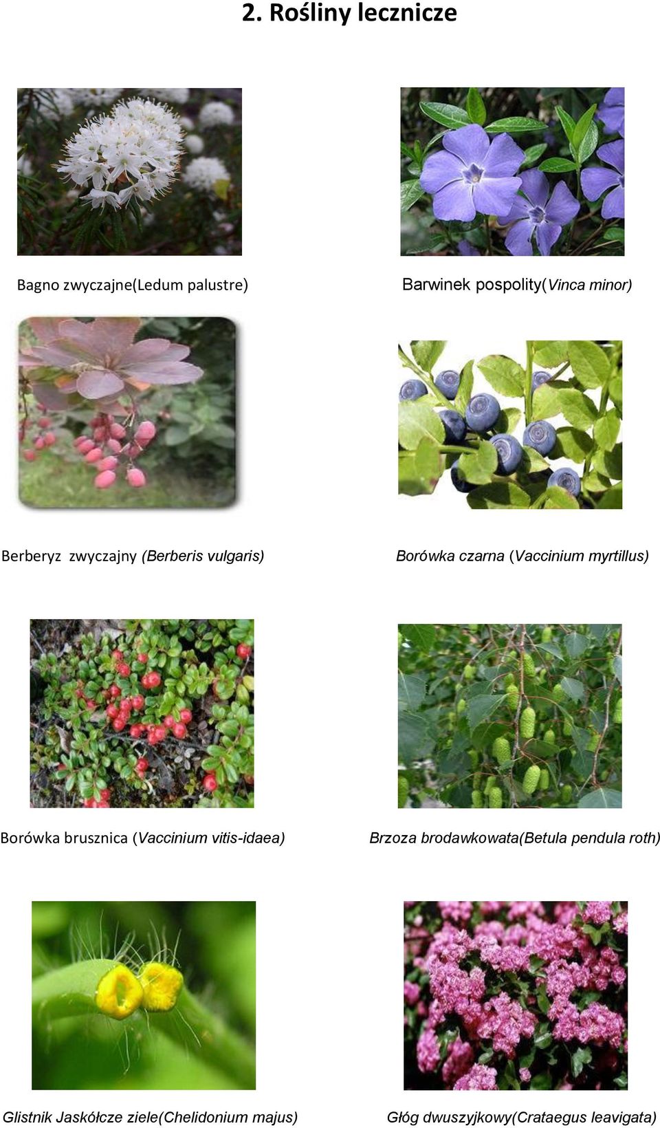 myrtillus) Borówka brusznica (Vaccinium vitis-idaea) Brzoza brodawkowata(betula