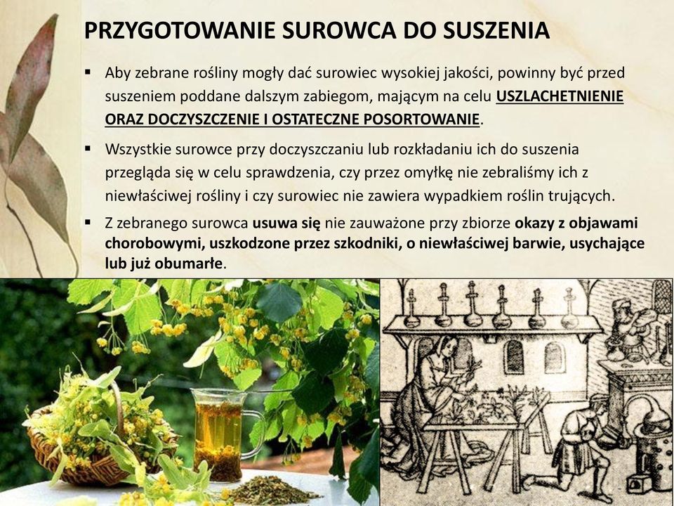 Wszystkie surowce przy doczyszczaniu lub rozkładaniu ich do suszenia przegląda się w celu sprawdzenia, czy przez omyłkę nie zebraliśmy ich z