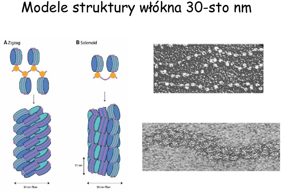 włókna