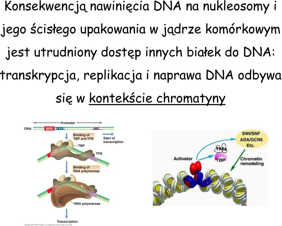 utrudniony dostęp innych białek do DNA: