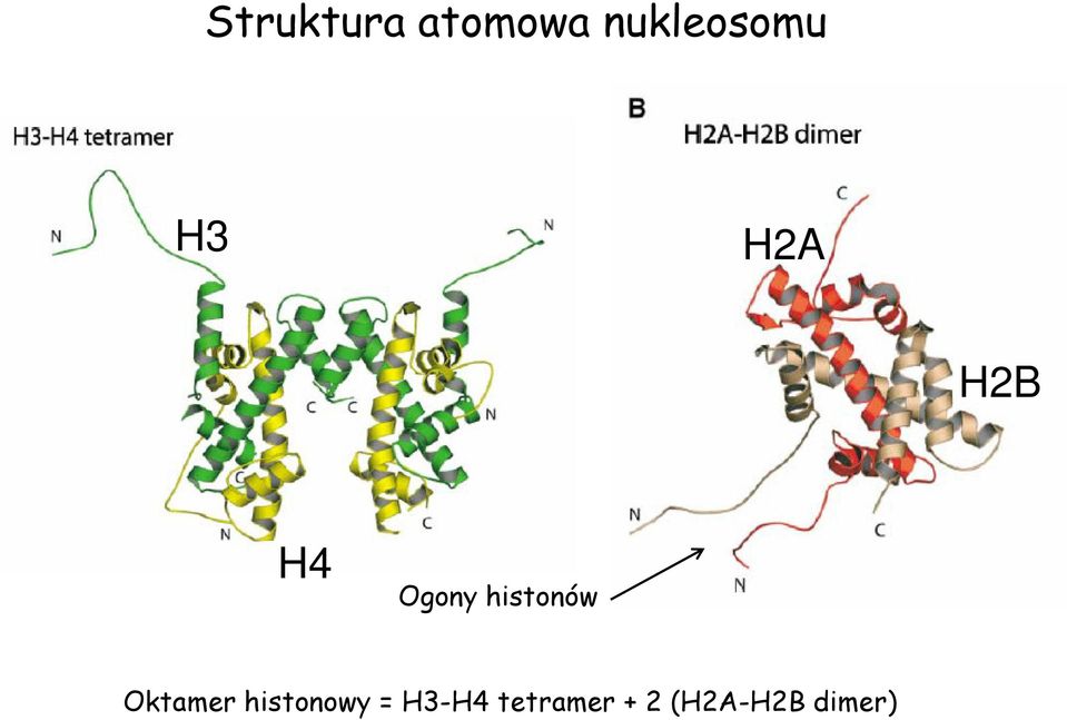 Ogony histonów Oktamer