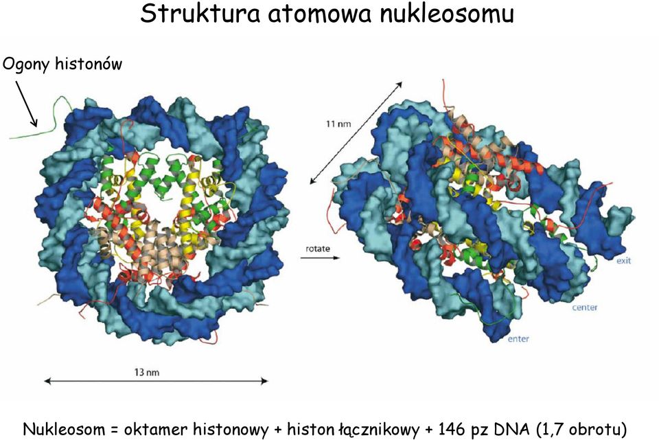 oktamer histonowy + histon