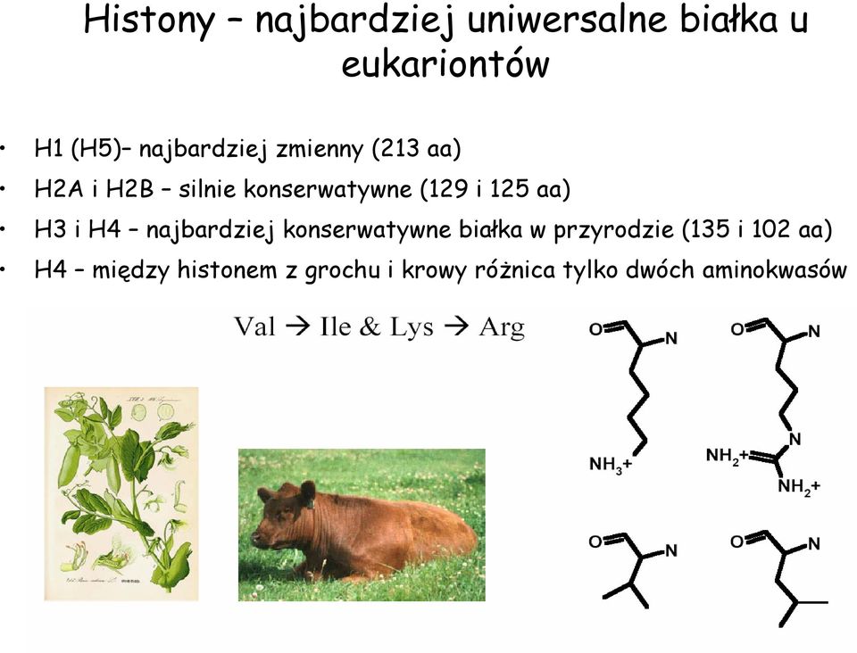 125 aa) H3 i H4 najbardziej konserwatywne białka w przyrodzie (135