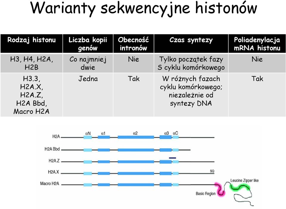 Czas syntezy Tylko początek fazy S cyklu komórkowego Jedna Tak W różnych fazach