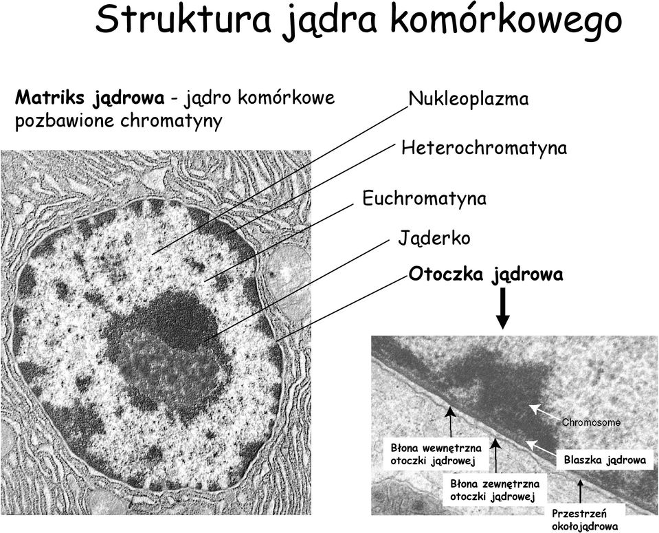 Jąderko Otoczka jądrowa Błona wewnętrzna otoczki jądrowej Błona