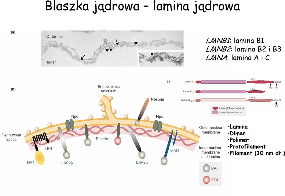 B3 LMNA: lamina A i C Lamina Dimer