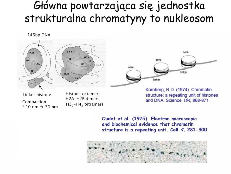 Electron microscopic and biochemical evidence