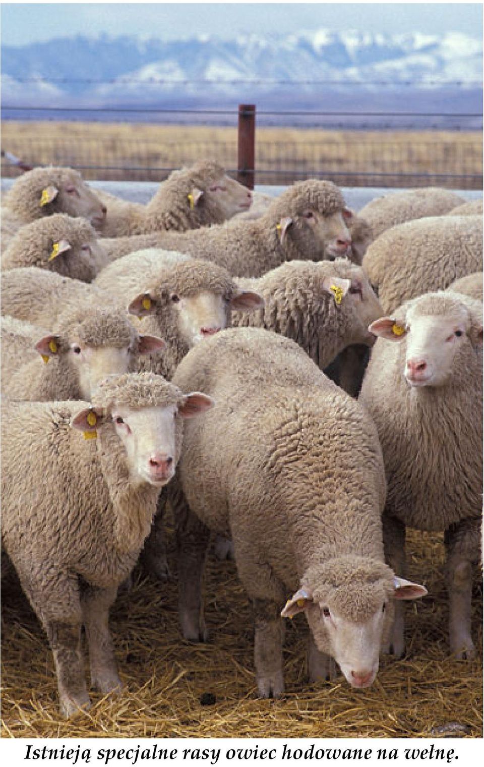 rasy owiec