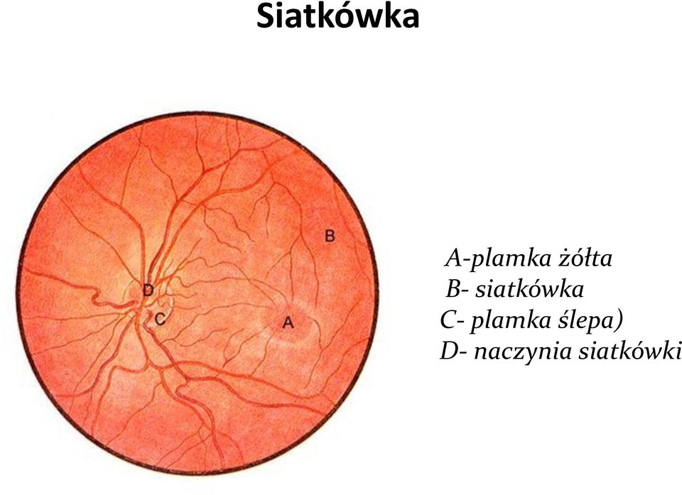 C- plamka ślepa)
