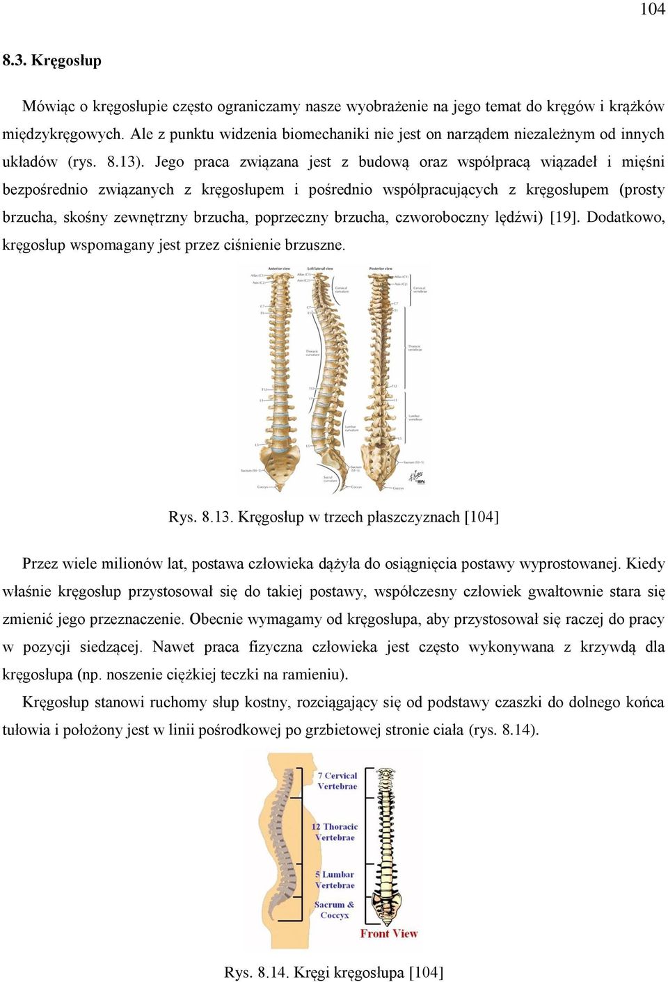 Jego praca związana jest z budową oraz współpracą wiązadeł i mięśni bezpośrednio związanych z kręgosłupem i pośrednio współpracujących z kręgosłupem (prosty brzucha, skośny zewnętrzny brzucha,