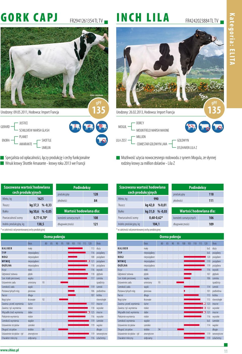 2013, Hodowca: Import Francja 135 GERARD JUSTICE SCHILLVIEW MARSH GLASH MOGUL DORCY MOUNTFIELD MARSH MAXINE ENORA PLANET AMARANTE UMELIN LILA ZEST MILLION COMESTAR LAVA LYLEHAVEN LILA Z Specjalista