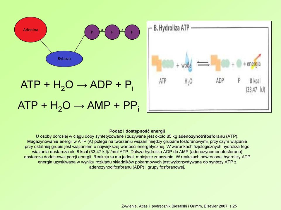 W warunkach fizjologicznych hydroliza tego wiązania dostarcza ok. 8 kcal (33,47 kj)/ /mol ATP. Dalsza hydroliza ADP do AMP (adenozynomonofosforanu) dostarcza dodatkowej porcji energii.