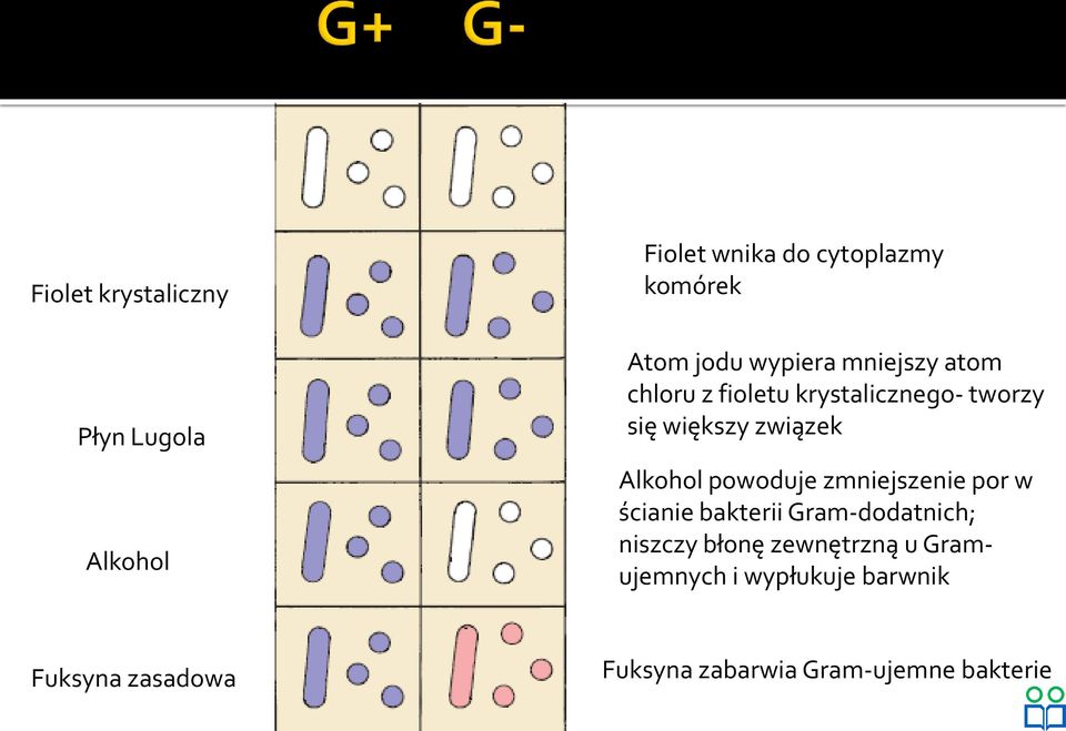 Alkohol powoduje zmniejszenie por w ścianie bakterii Gram-dodatnich; niszczy błonę
