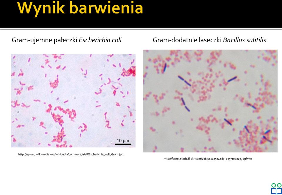 org/wikipedia/commons/e/e8/escherichia_coli_gram.