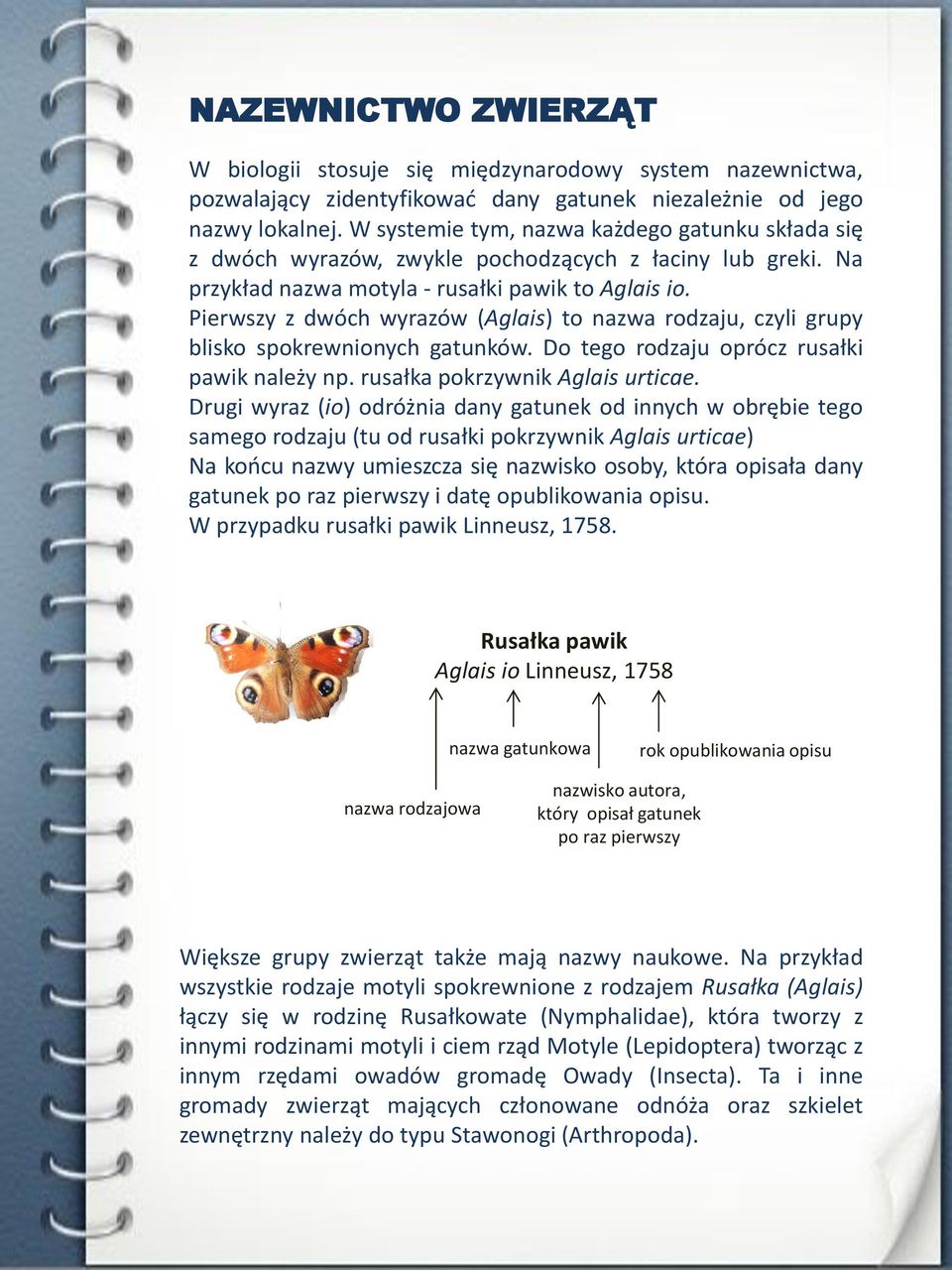 Pierwszy z dwóch wyrazów (Aglais) to nazwa rodzaju, czyli grupy blisko spokrewnionych gatunków. Do tego rodzaju oprócz rusałki pawik należy np. rusałka pokrzywnik Aglais urticae.