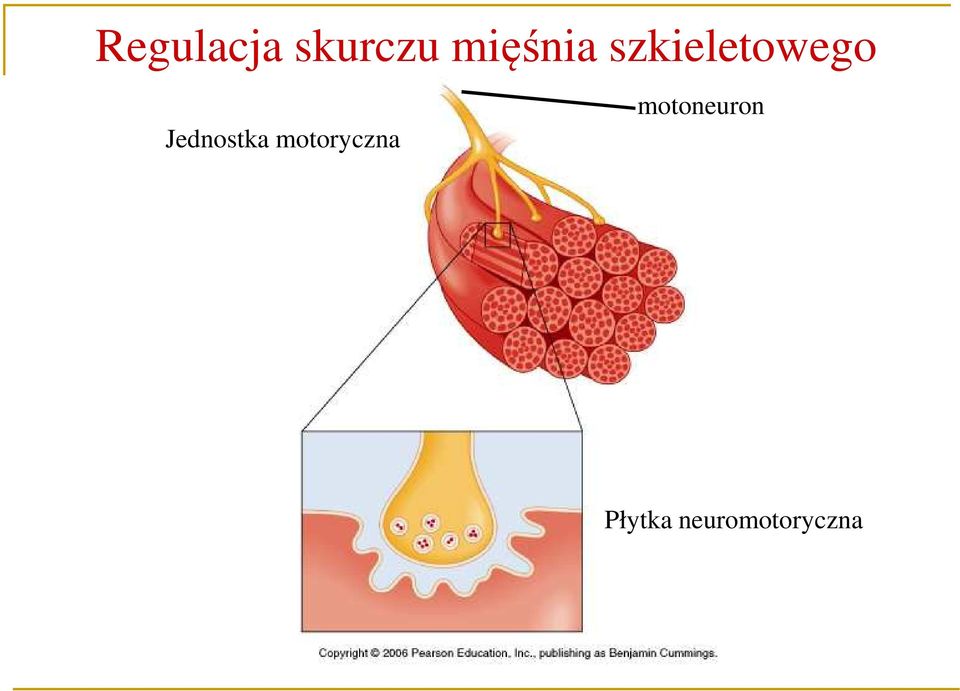 Jednostka motoryczna