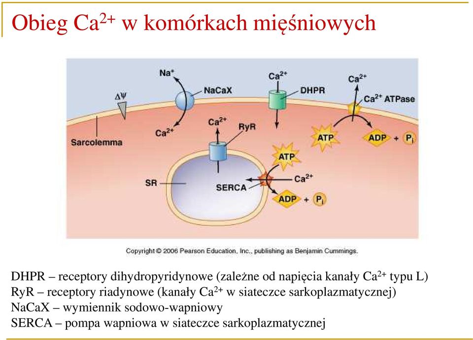 receptory riadynowe (kanały Ca 2+ w siateczce sarkoplazmatycznej)