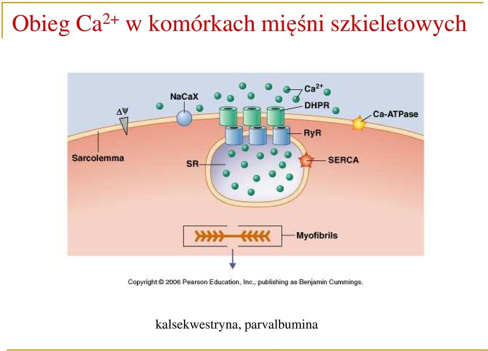 szkieletowych