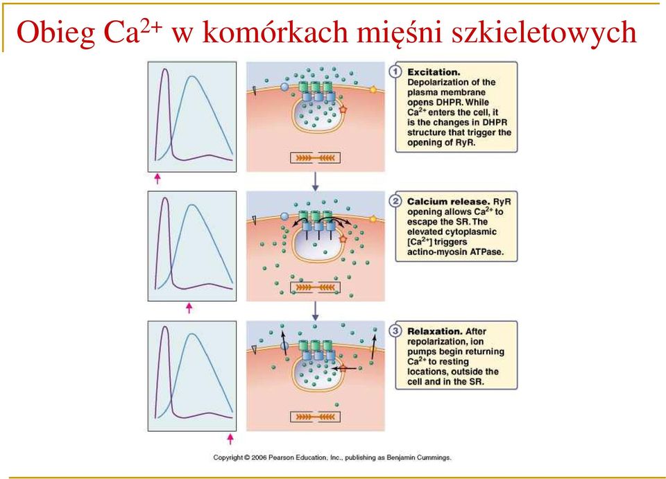 komórkach