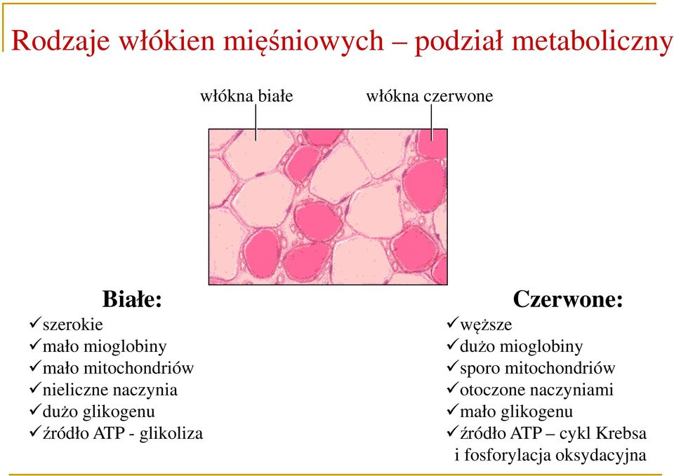 glikogenu źródło ATP - glikoliza Czerwone: węższe dużo mioglobiny sporo