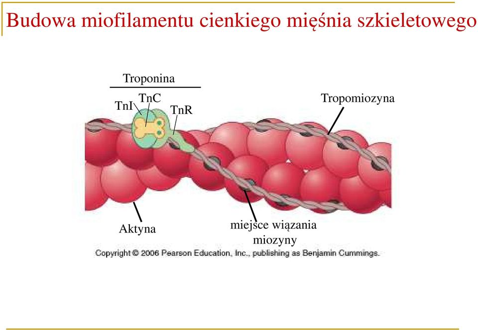 Troponina TnC TnI TnR